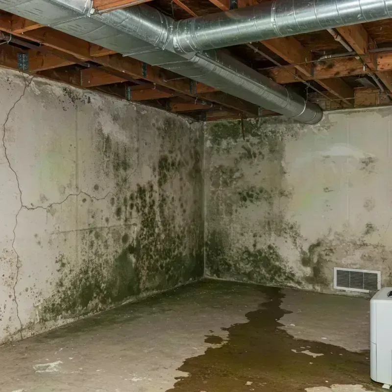 Professional Mold Removal in Kathleen, FL